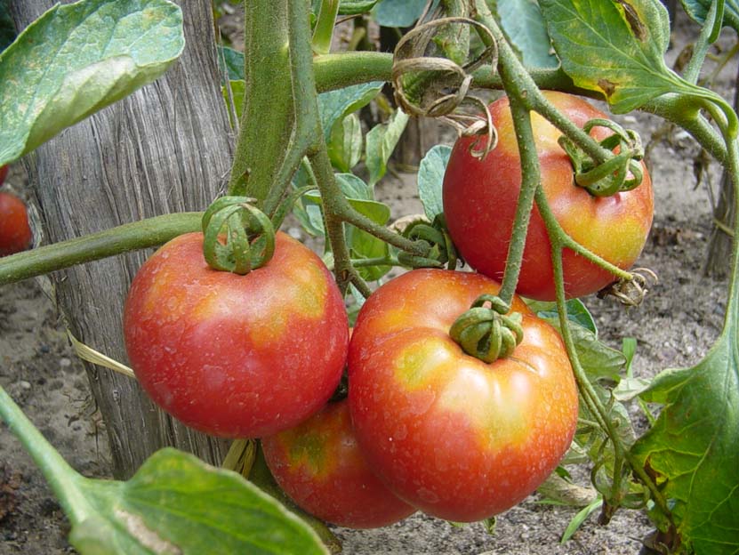 Les Tomates Rouges de Roland Robin.